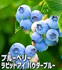ブルーベリー　パウダーブルー　龍&海　特大株 楽天市場】9月3日20時からのセール対象商品 【パウダーブルー