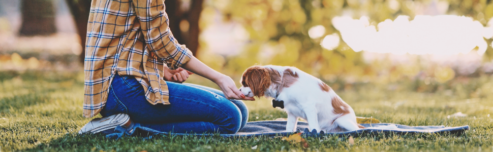 Wellichews Calming Chews For Dogs and Cats - Seperation Anxiety Relief for Dogs - Puppy, Small Dog & Cat Calming Treats for Chronic or Acute Anxiety & Behaviour Problems 21 girl feeding dog