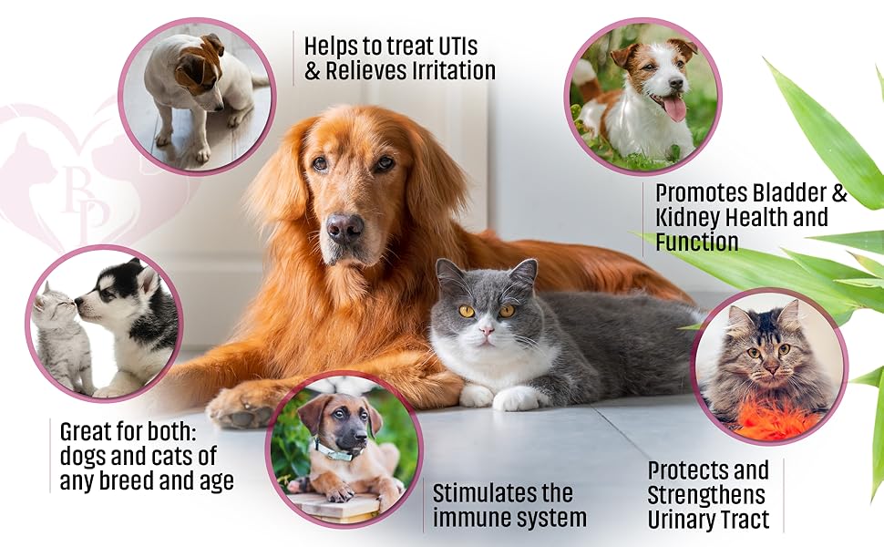 Cat & Dog Urinary Tract Infection Treatment & Natural UTI