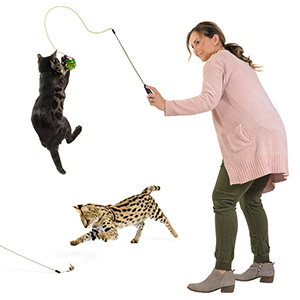 exercise for indoor cats
