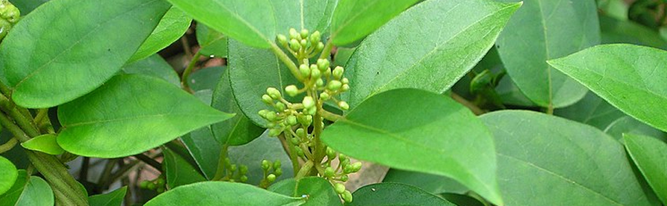 Herbsforever Gurmar Capsules