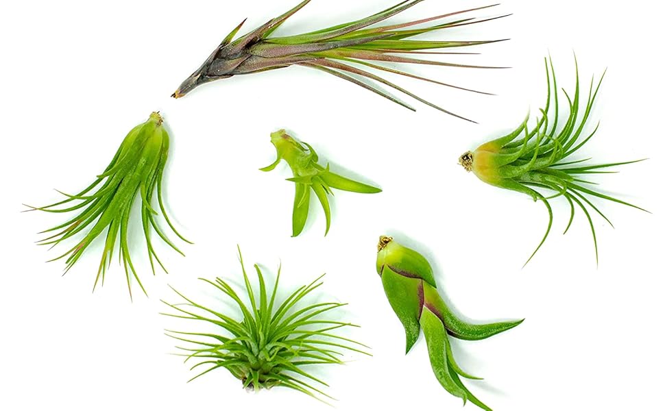 Altman Plants, 12 Air Plant Variety Pack Small