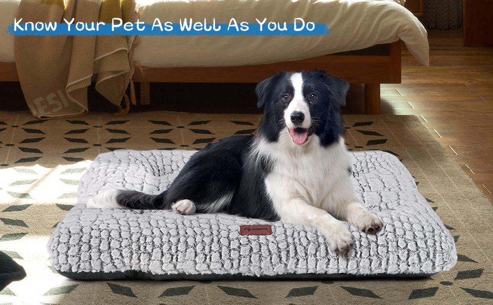 dog bed