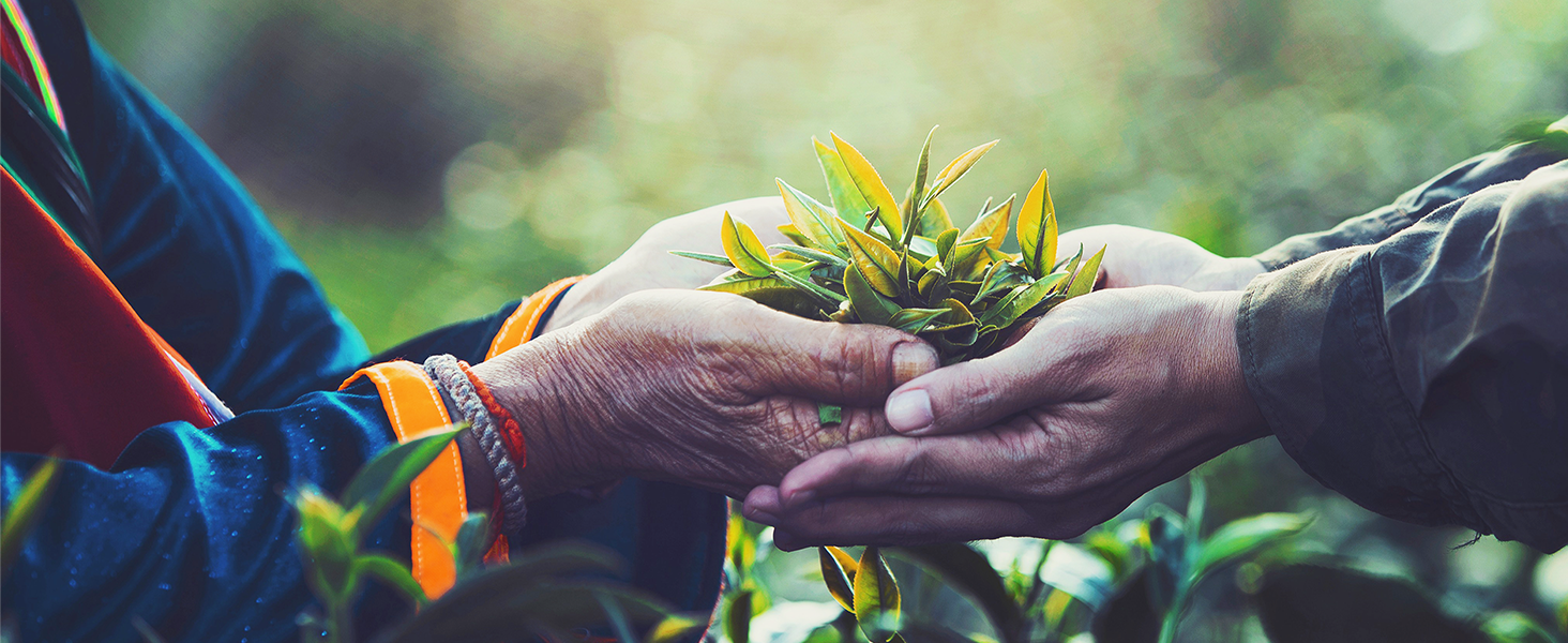 Triphala Module 7 Desktop