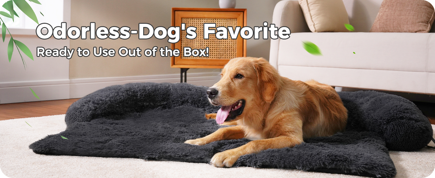 Odorless-Dog's Favorite