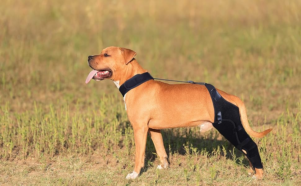 DGYAO Dog Knee Brace for ACL, Knee Cap Dislocation