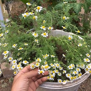 leaf ice valerian root for sleep kava drink turmeric ginger cinnamon tea bags herbs tin cup organic