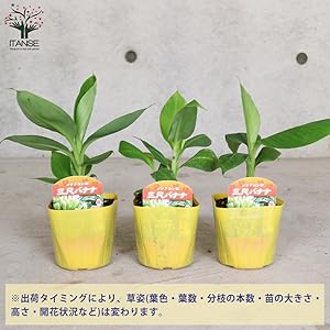 Amazon.co.jp: ITANSE ドワーフ キャベンディッシュ