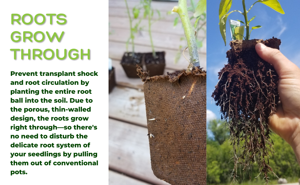 Roots growing through degradable pots