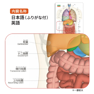 内臓まるわかりシート (人体まるわかりシート) | 桜木晃彦 |本
