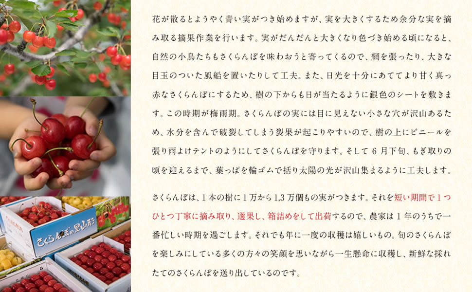 Amazon.co.jp: ジェイエイてんどうフーズ ご自宅用 山形県産