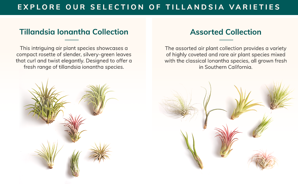 Tillandsia Collections