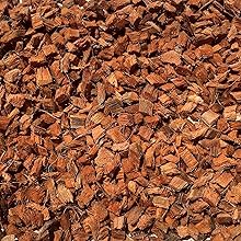 Reptile Orchid terrarium leopard gecko iguana hermit crab tarantula ball python Tortoise snake mulch