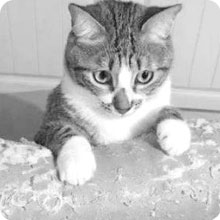 SONGWAY Cat Scratching Post Tree - Cat Tree with 3 Scratching Poles and Dangling Balls, Carpeted Base and Perch, Interactive Scratcher Toy for Indoor Cats Kittens, Grey 19 02-2