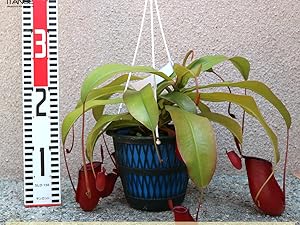 Amazon.co.jp: ネペンテス レディラック 食虫植物 5号吊り鉢【品種で