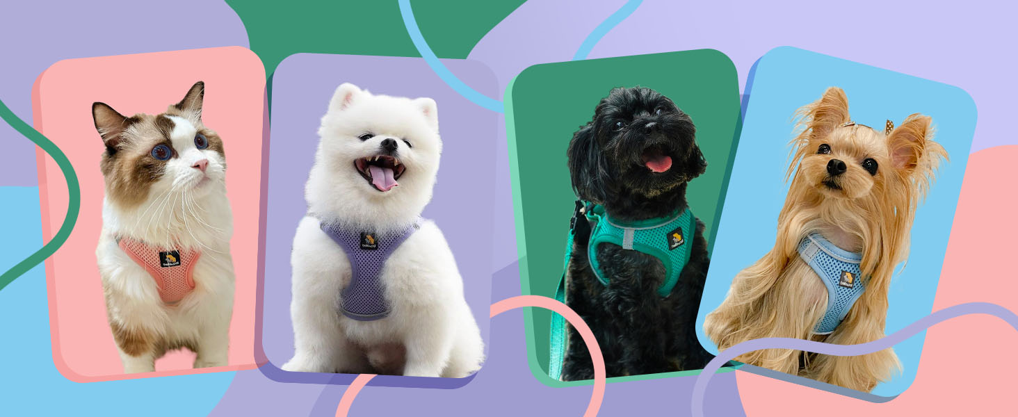 Four pet portraits on colorful backgrounds: Ragdoll cat, white Pomeranian, black poodle in green harness, and Yorkshire terrier.