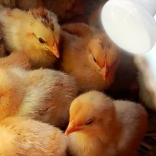 Reptile Heating Bulb