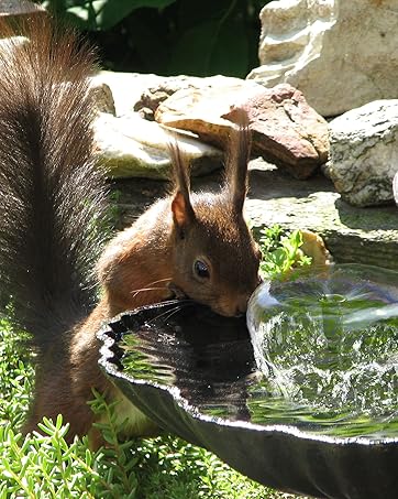 Biling Solar Water Fountain for Bird Bath, 2.5W Solar Powered Water Pump with 4ft Tubing DIY Water Features for the Garden, 6 Nozzles Solar Pond Pump for Hummingbird Bath, Small Pond and Fish Tank 18 17e3c6e3 3a11 43c2 8957 9c93be959664. CR201,0,1598,2000 PT0 SX362 V1