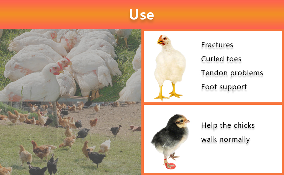 Chick Splay Leg Brace &amp; Hobble Splint - First Aid Kit Essential for Baby Chicks