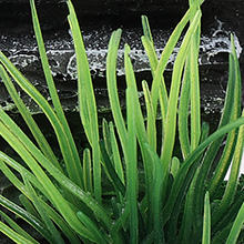 axolotl tank accessories