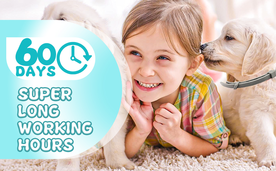 Calming Collars for Dogs