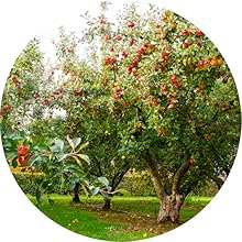 Wellbeing nutrition, Vitamin B12, Vitamin D3, immunity booster for kids, vitamin c