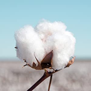 SPN-BFCC Sanitary Napkins | For Women