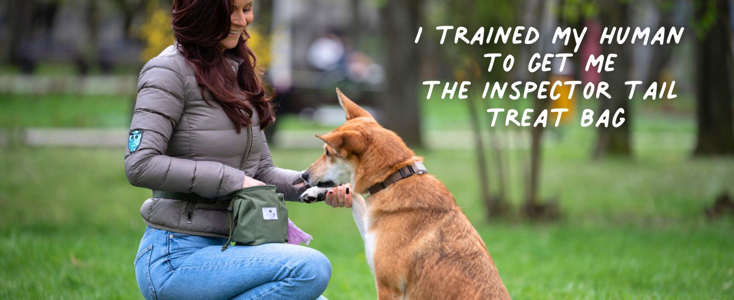 dog treat pouch training walking reward bag puppy