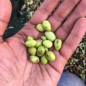 Olives just starting to ripen
