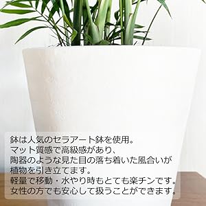 Amazon オリーブの木 観葉植物 本物 インテリア ホワイトセラアート鉢 8号 大型 中型 観葉植物 オンライン通販