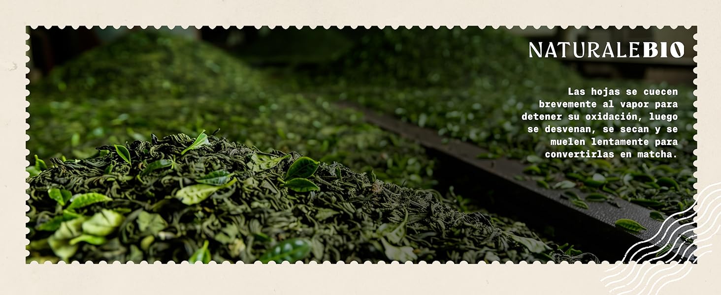 un primer plano de un lecho de hojas verdes