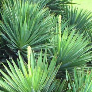 cat scratching posts