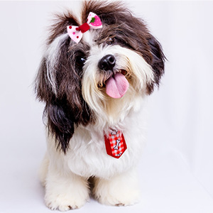 pet bows
