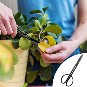 Bonsai Scissors