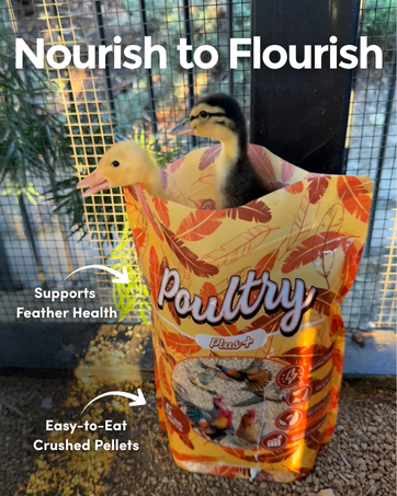 Poultry Feed, Duck Food, Organic Bird Food, Non-GMO, Chicken, Rooster, Crushed Pellet Bird Food