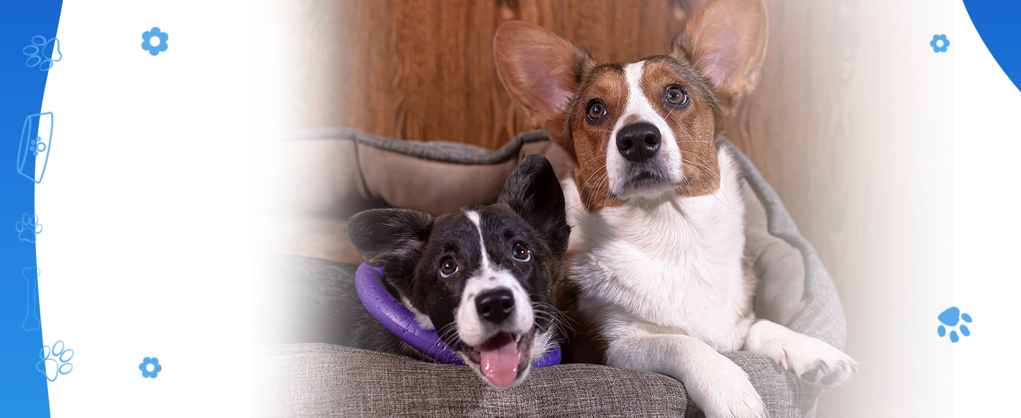 kennel cough, cough suppressant for dogs