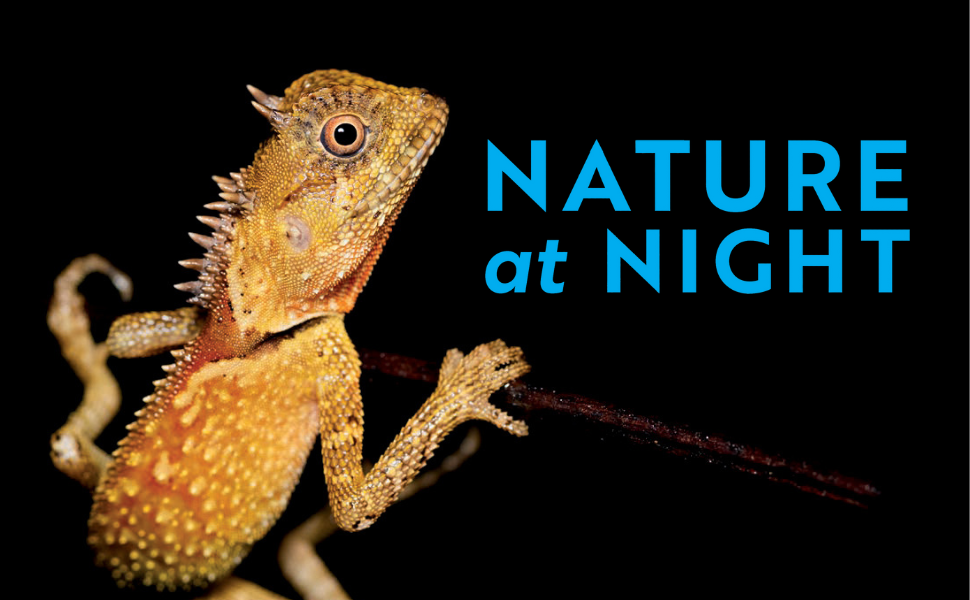 Nature at Night: Discover the Hidden World That Comes Alive