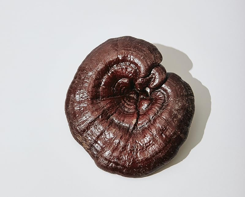Reishi capsule mushroom champignon supplement cupplement superfood