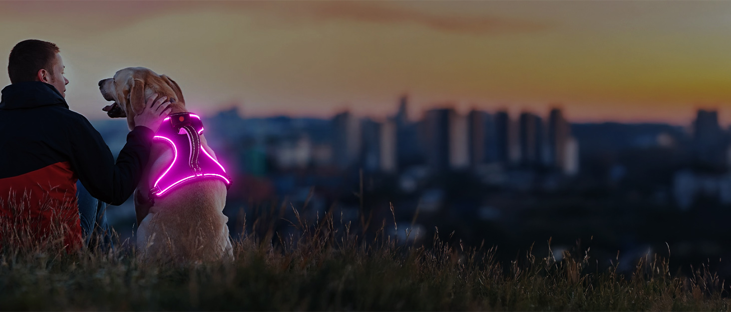 Light Up Dog Harness