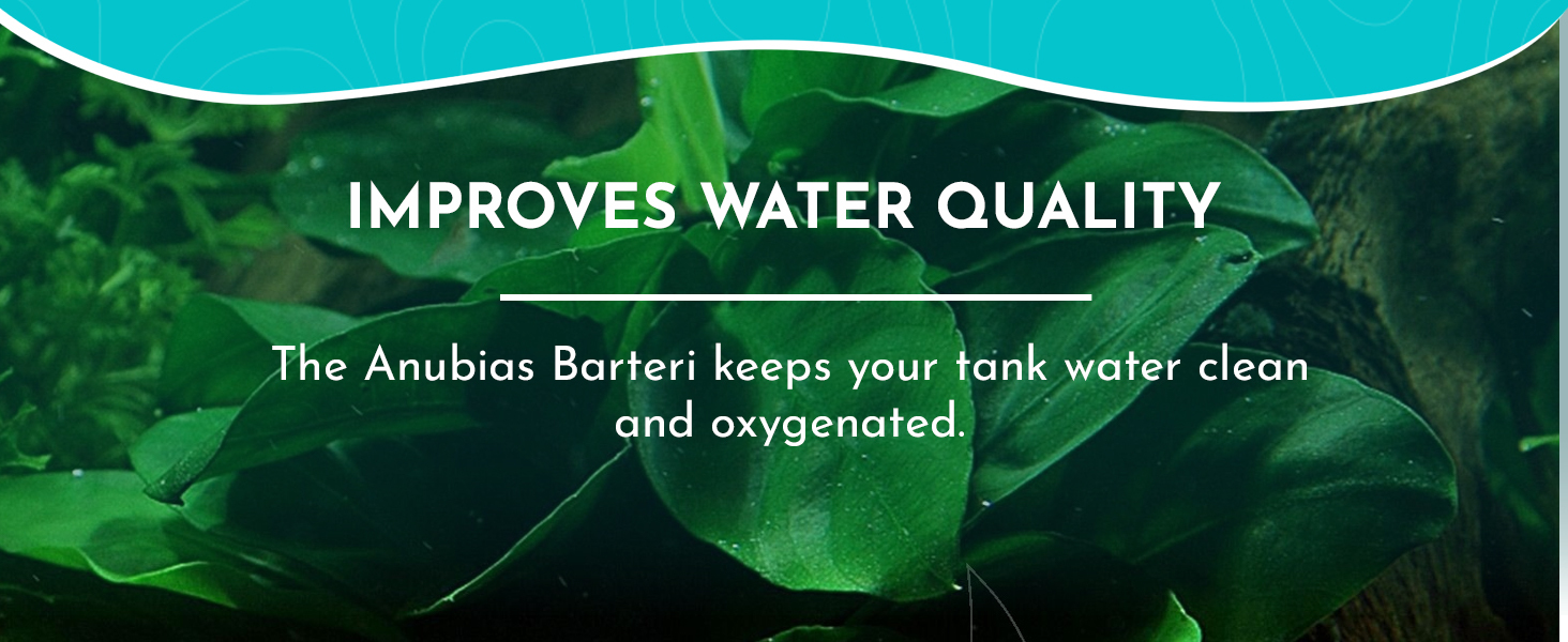 Improve water Quality