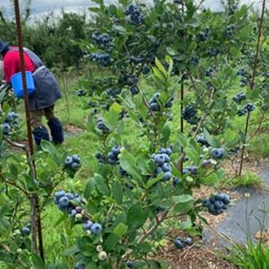 北海道産 完熟ブルーベリー 無農薬 3kg 送料込 フルーツ ふるさと 果物 北海道当別産の無農薬ブルーベリー 1kg｜PREZO(プレゾ) - 北海道