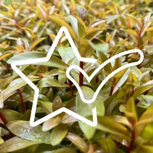 Nahaufnahme von Microgreens oder Sprossen mit einem weißen Umriss eines Kaninchens, der das Bild überlagert