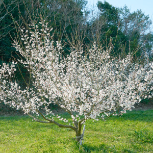 ✤中国✤酒器✤作家物✤ LuZhouLaoJiao ErQu 泸州老窖二曲$24 批发价包邮- Uncle Fossil