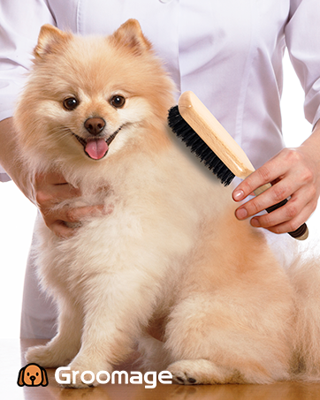 dog brush for short haired dogs