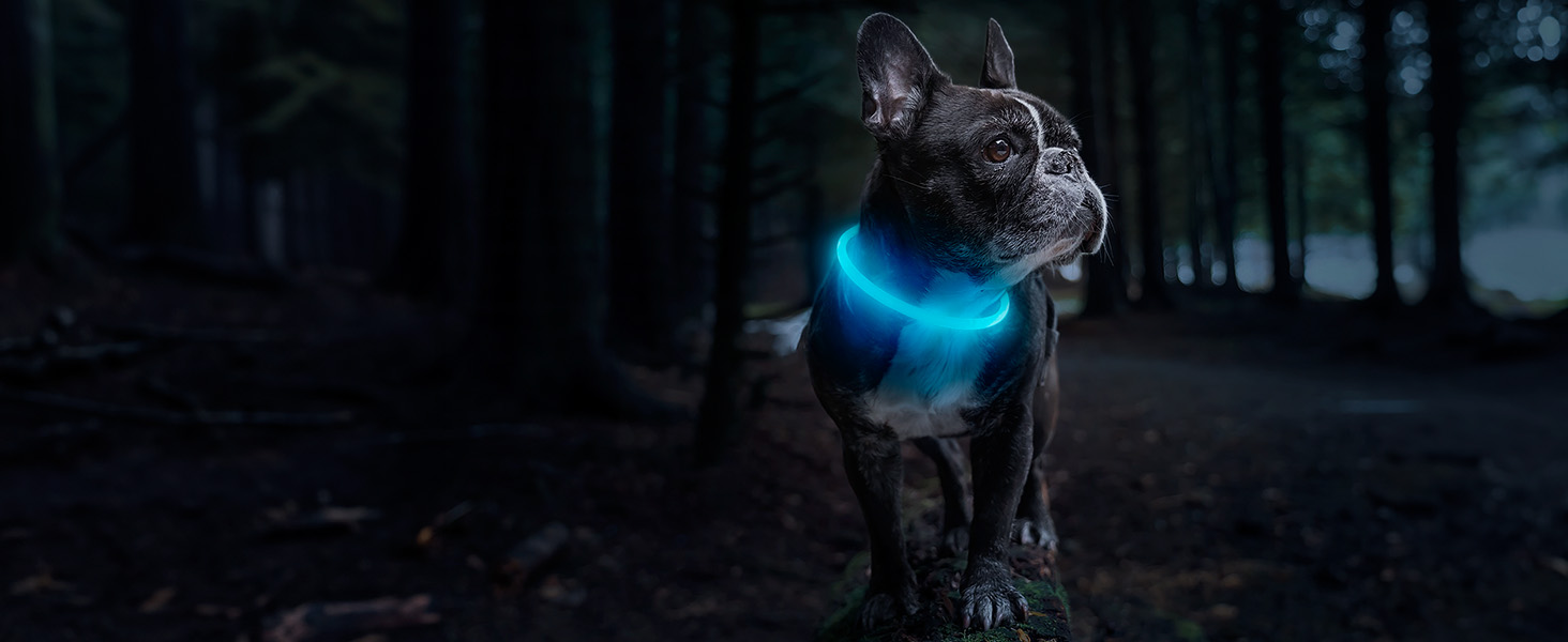 Dunkler Hund mit beleuchtetem blauen LED-Halsband im Freien bei schlechten Lichtverhältnissen mit Bäumen im Hintergrund