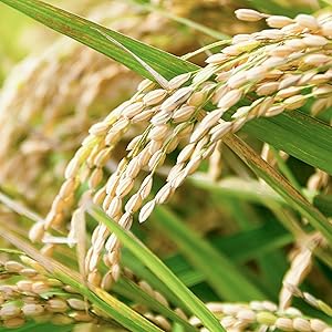 ♡あい♡さん専用 コシヒカリ 10kg 楽天市場】新潟産 こしひかり コシヒカリ 10kgの通販