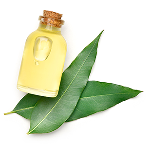 EUCALYPTUS ESSENTIAL OIL
