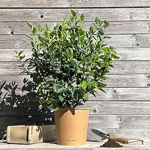 Bloomify® Blaubeere “Bodo” 40 bis 60 cm große Heidelbeeren Pflanze