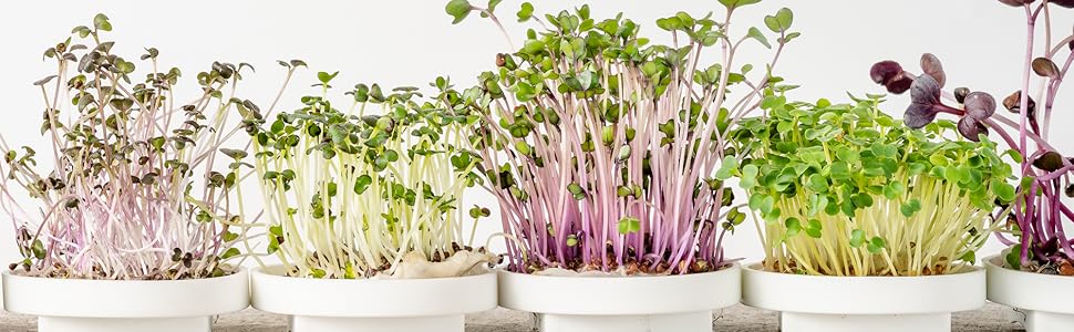 Microgreens Background
