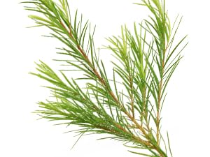 tea tree o starter kit